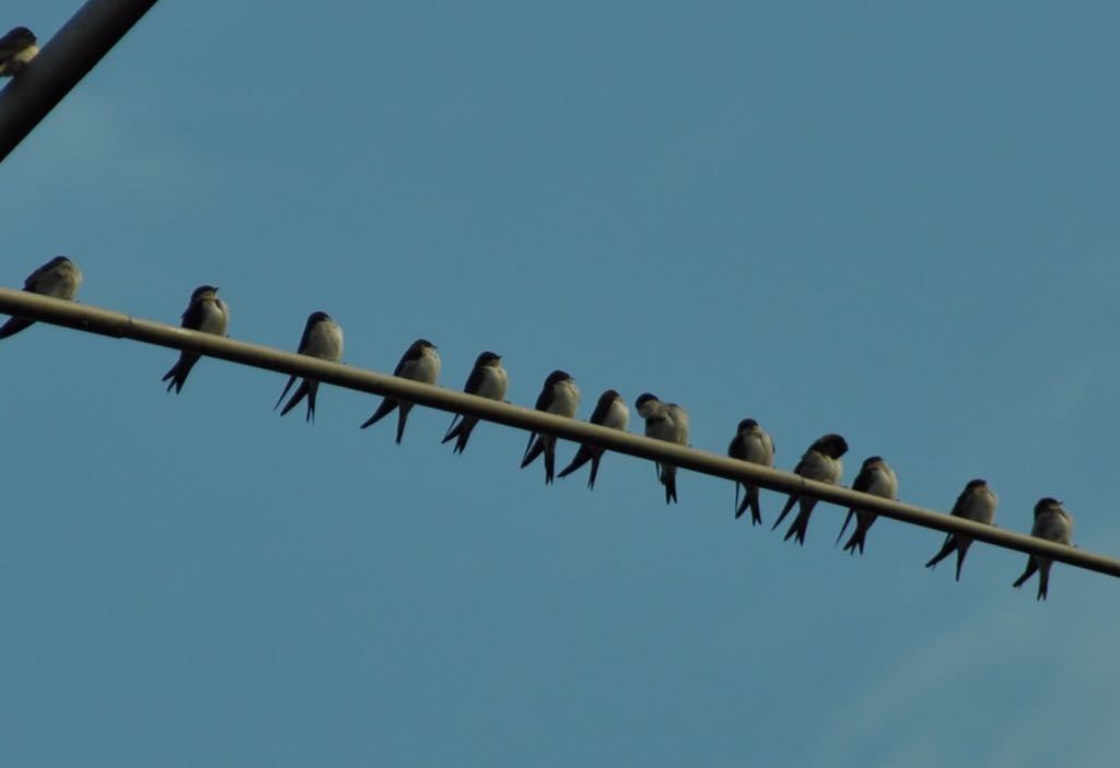 Antennen_Vogel_Platz